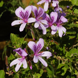 Pelargonium betulinum